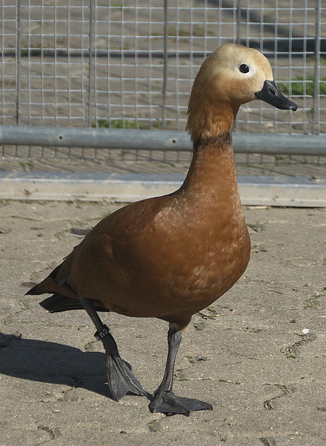 据悉